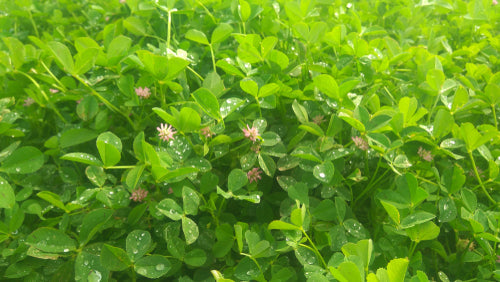 Farm.hand.seeds Fenugreek