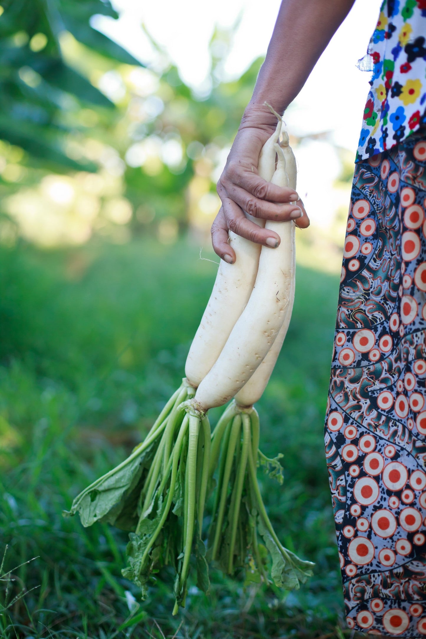 Farm.hand.seeds Daikon Radish