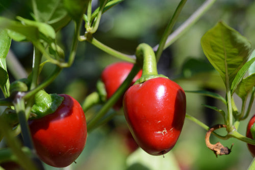 farm hand seeds Red cherry hot peppers