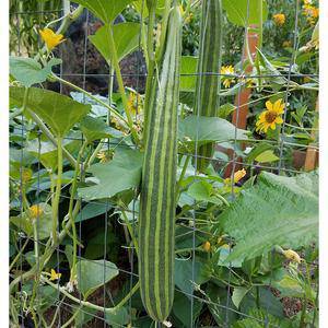 Farm.hand.seeds Striped Armenian Cucumber