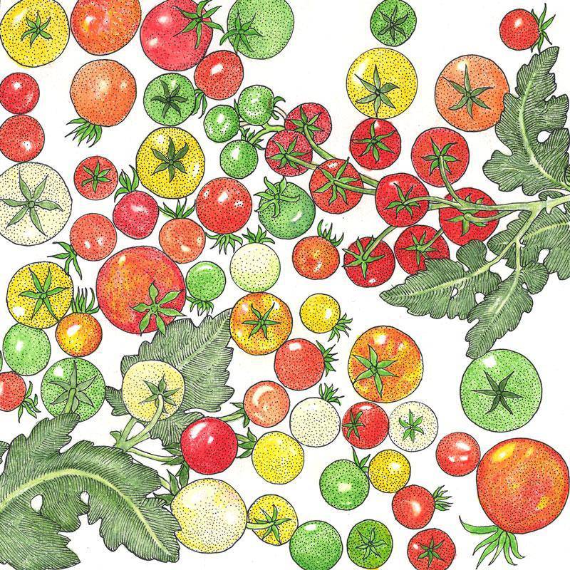 beyond organic seeds Rainbow Cherry Tomato Mixture