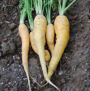 Farm.hand.seeds Yellow Solar Carrot