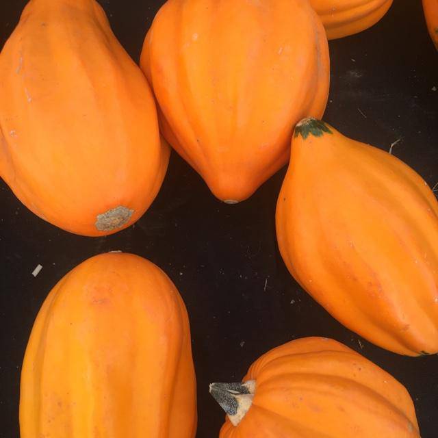 Farm.hand.seeds Golden Ace Acorn Squash