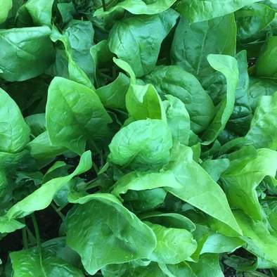 farm hand seeds Viroflay Spinach