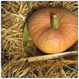 Farm.hand.seeds Amish Pie Winter Squash