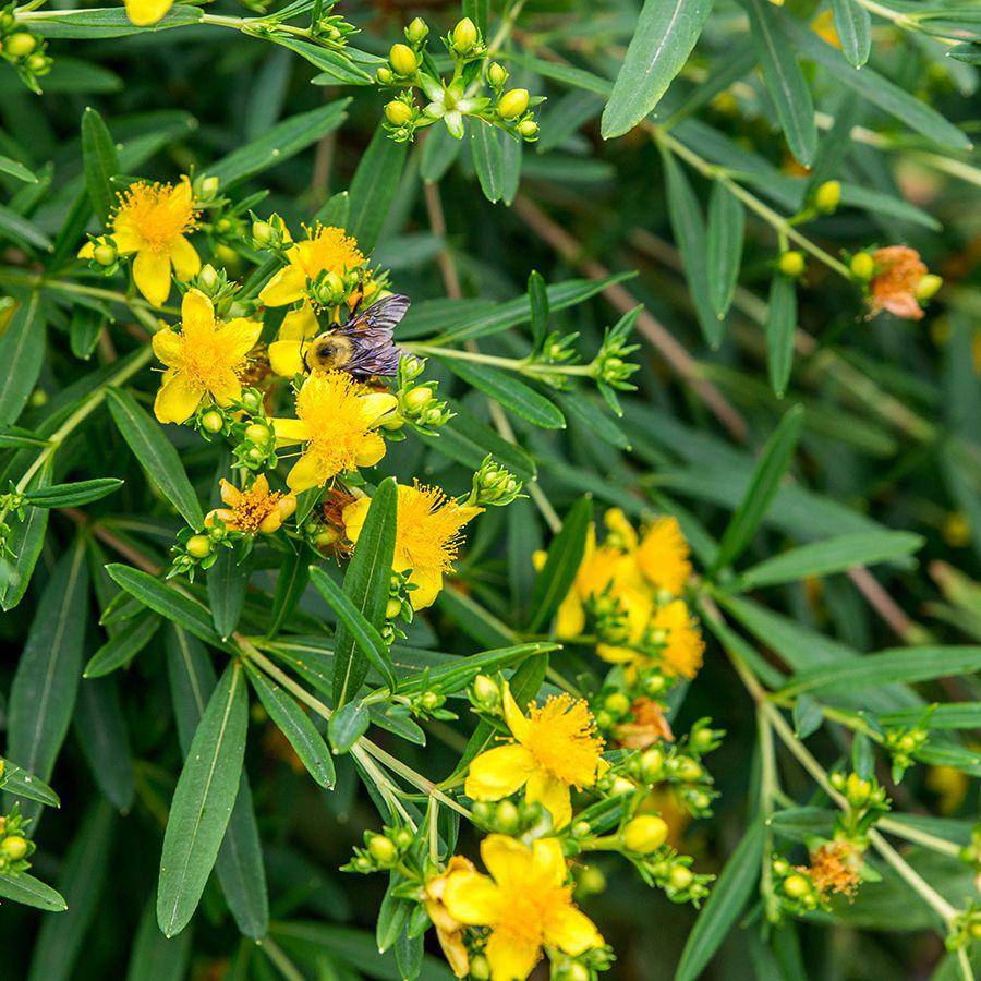 Farm.hand.seeds Saint John's Wort