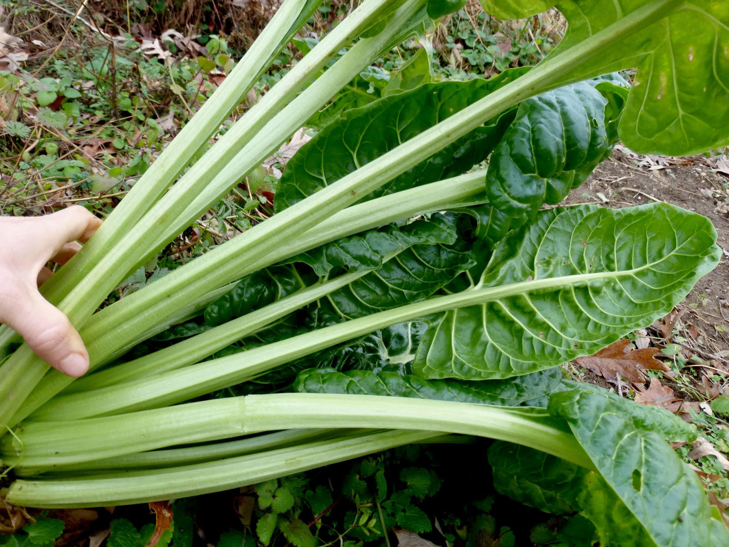Farm.hand.seeds Perpetual Spinach Swiss Chard