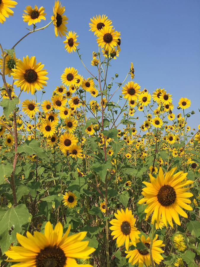 Farm.hand.seeds Wild Sunflower Mix