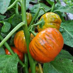 Farm.hand.seeds Turkish Orange Eggplant