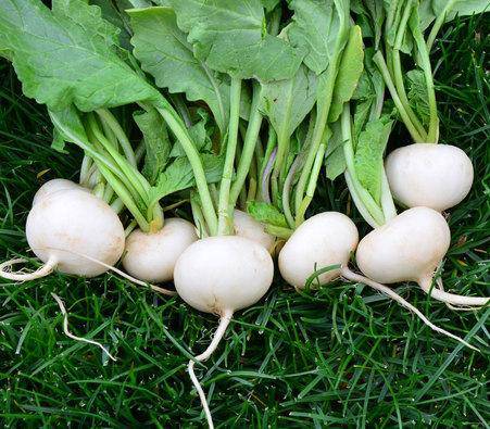 Farm.hand.seeds White Hailstone Radish