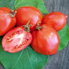 Introducing: Amish Paste Tomato