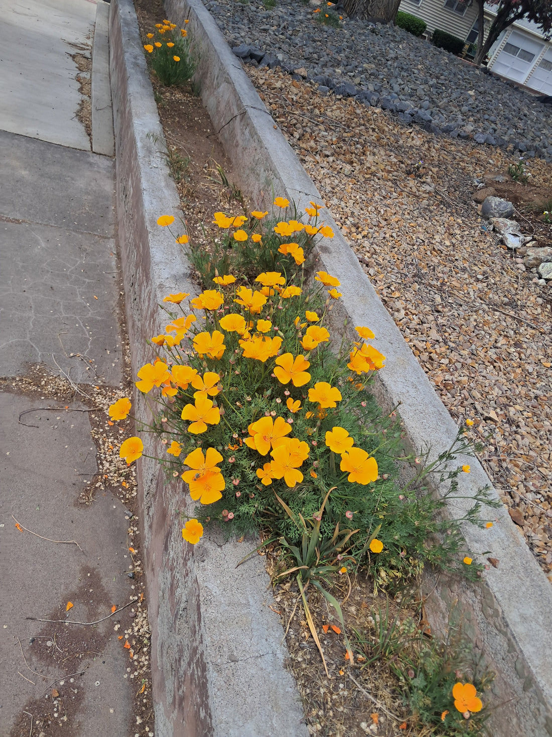 Ca poppies