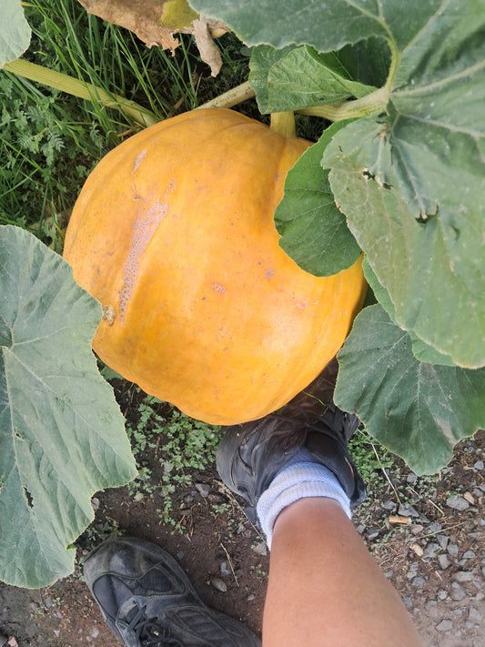 Atlantic moon pumpkin
