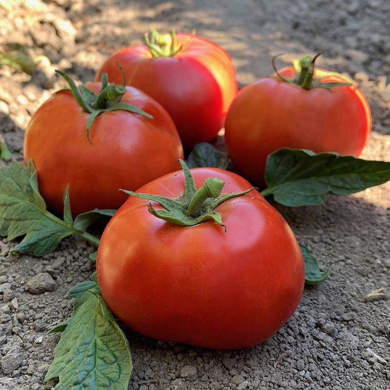 How Cold Is Too Cold To Grow Tomatoes?