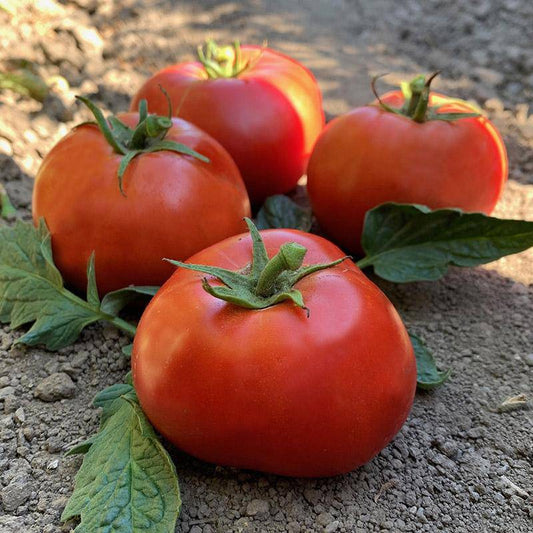 How Cold Is Too Cold To Grow Tomatoes?