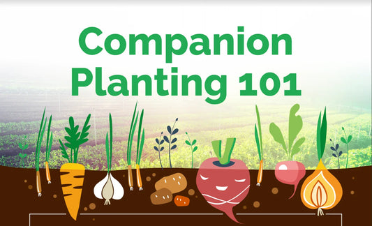A Basic Guide To Companion Planting