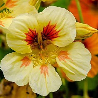 Natural Pest Control Methods That Won't Harm Your Garden