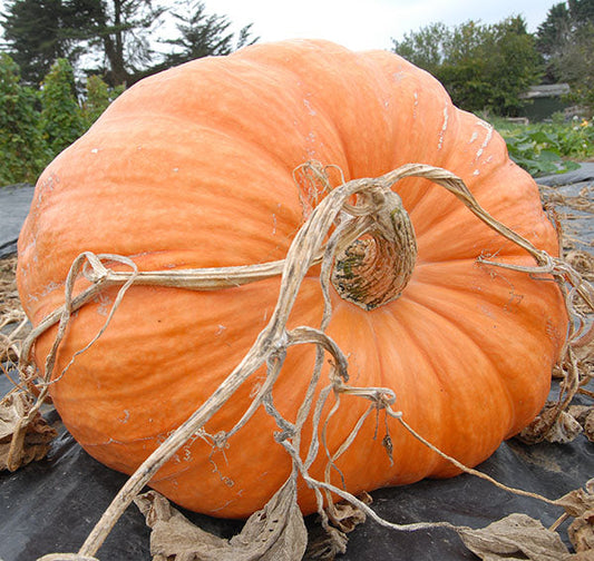 What To Do With Your Pumpkins Now That Halloween Is Over