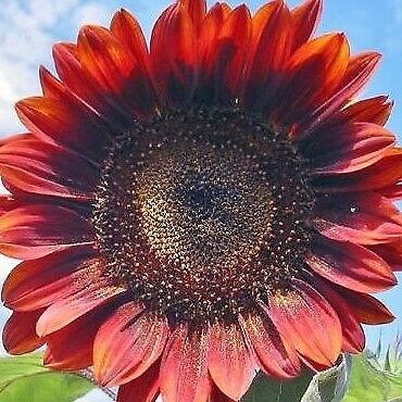 Not Just Your Average Sunflowers