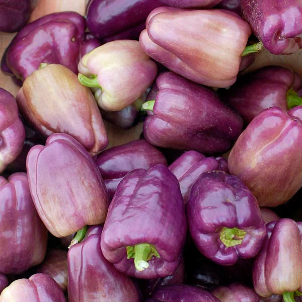 Seed Growing Journey Update: Lilac Bell Peppers