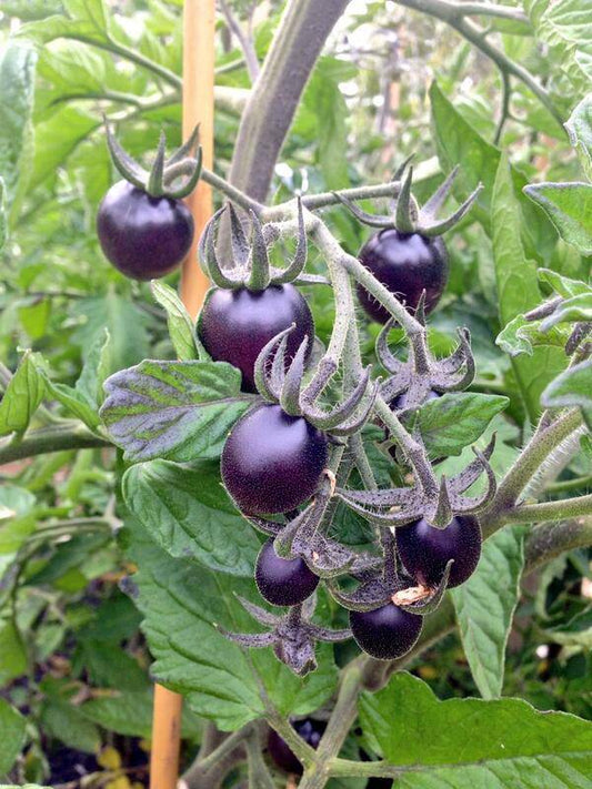 How To Protect Your Tomato Plants From Cold Weather (Part Two)