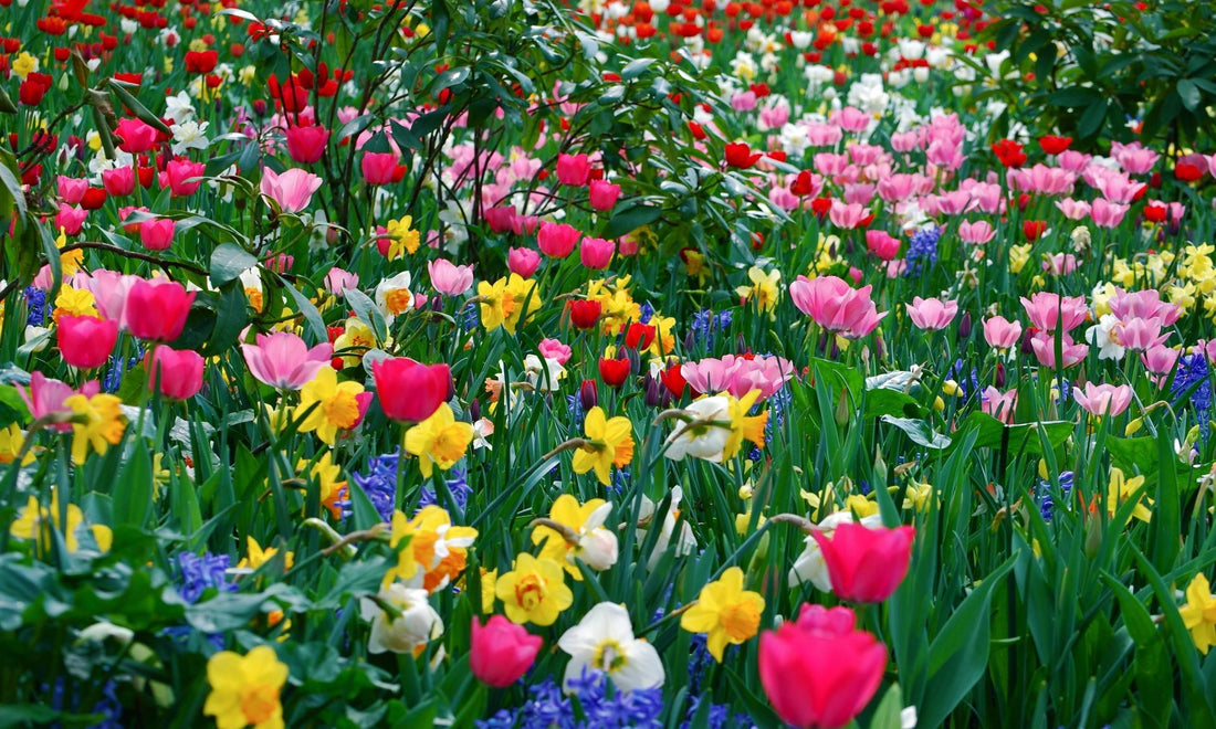 Annual Flower Ideas For A Spring Garden