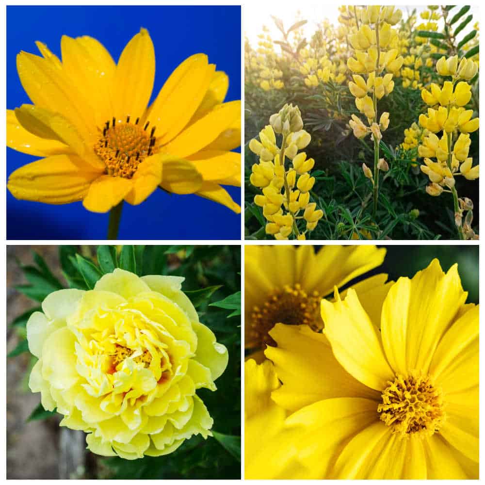Perennial Flower Ideas For A Summer Garden