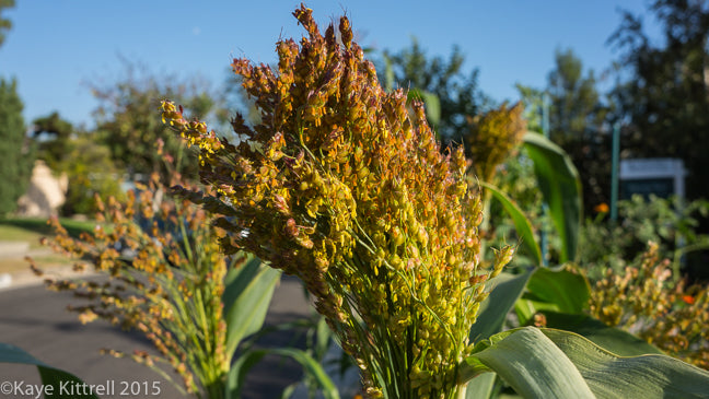 Broom corn – Farm.hand.seeds