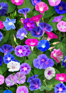 Farm.hand.seeds Morning glory flower mix