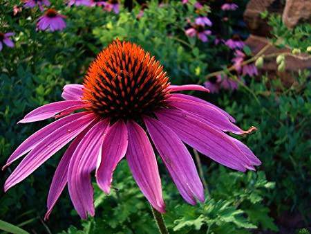 Farm.hand.seeds Purple Coneflower