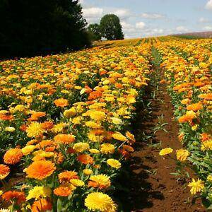 Farm.hand.seeds Calendula Pacific Beauty Mix