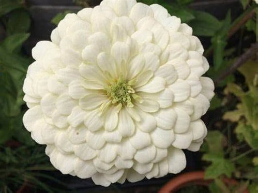 Farm.hand.seeds Polar bear white zinnia