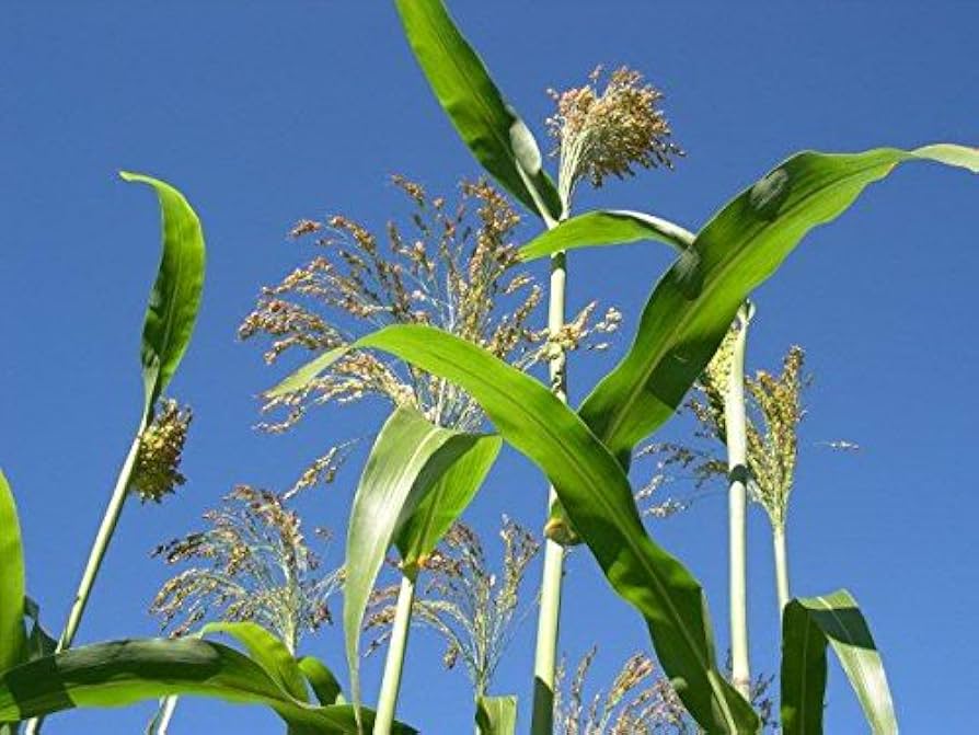 Farm.hand.seeds Hagari white broom corn