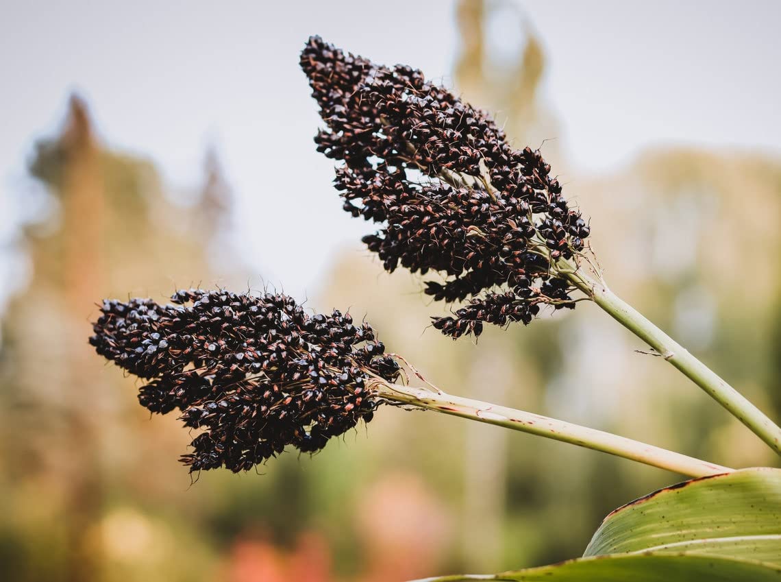 Farm.hand.seeds Black amber broom corn