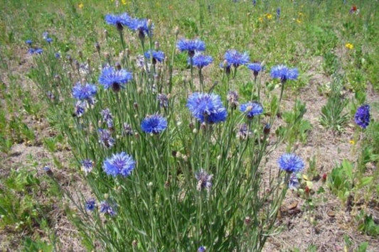 Farm.hand.seeds Blue bachelor buttons