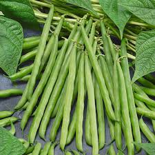 Greencrop bush beans - Premium {PRODUCTsweet cornGreencrop bush beans_TYPE} from Farm.hand.seeds - Just $0! Shop now at Farm.hand.seeds