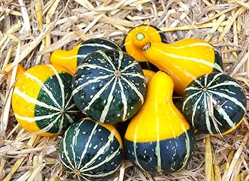Farm.hand.seeds Bi color pear gourds