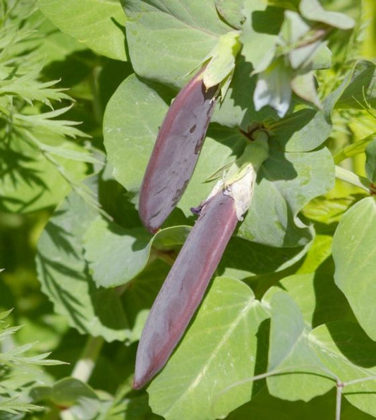 Blue podded peas