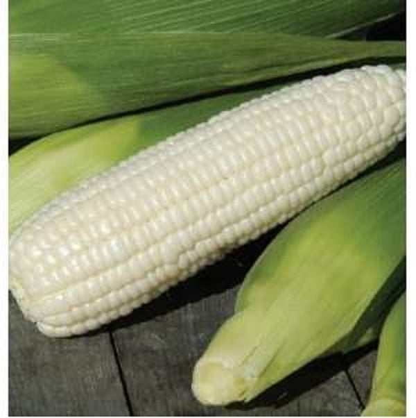 Boone county white corn - Premium {PRODUCTsweet cornBoone county white corn_TYPE} from Farm.hand.seeds - Just $0! Shop now at Farm.hand.seeds