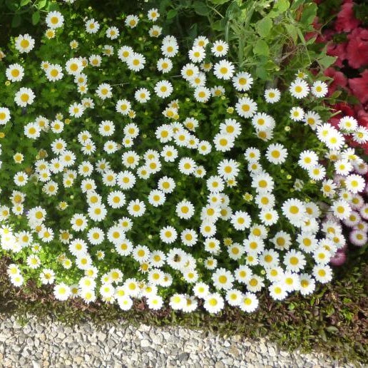 Farm.hand.seeds Creeping daisy