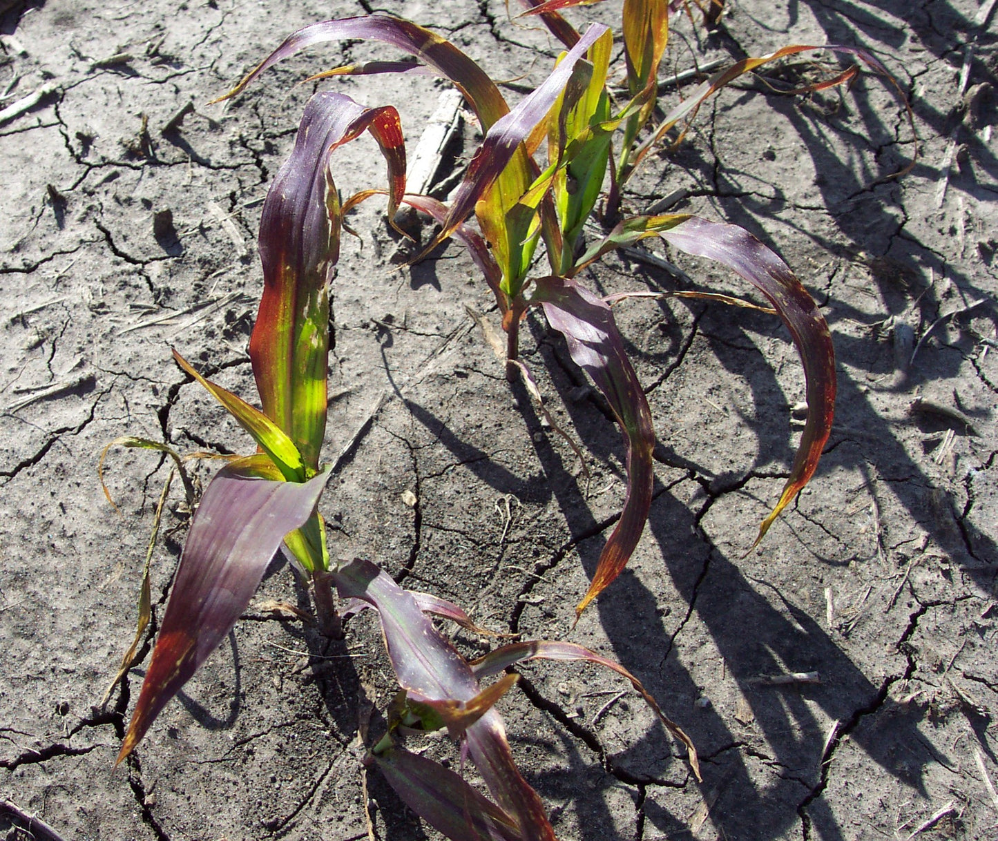 Farm.hand.seeds Purple moredo corn