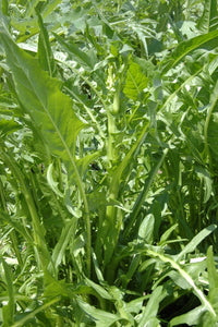 Farm.hand.seeds Chicory dandelion