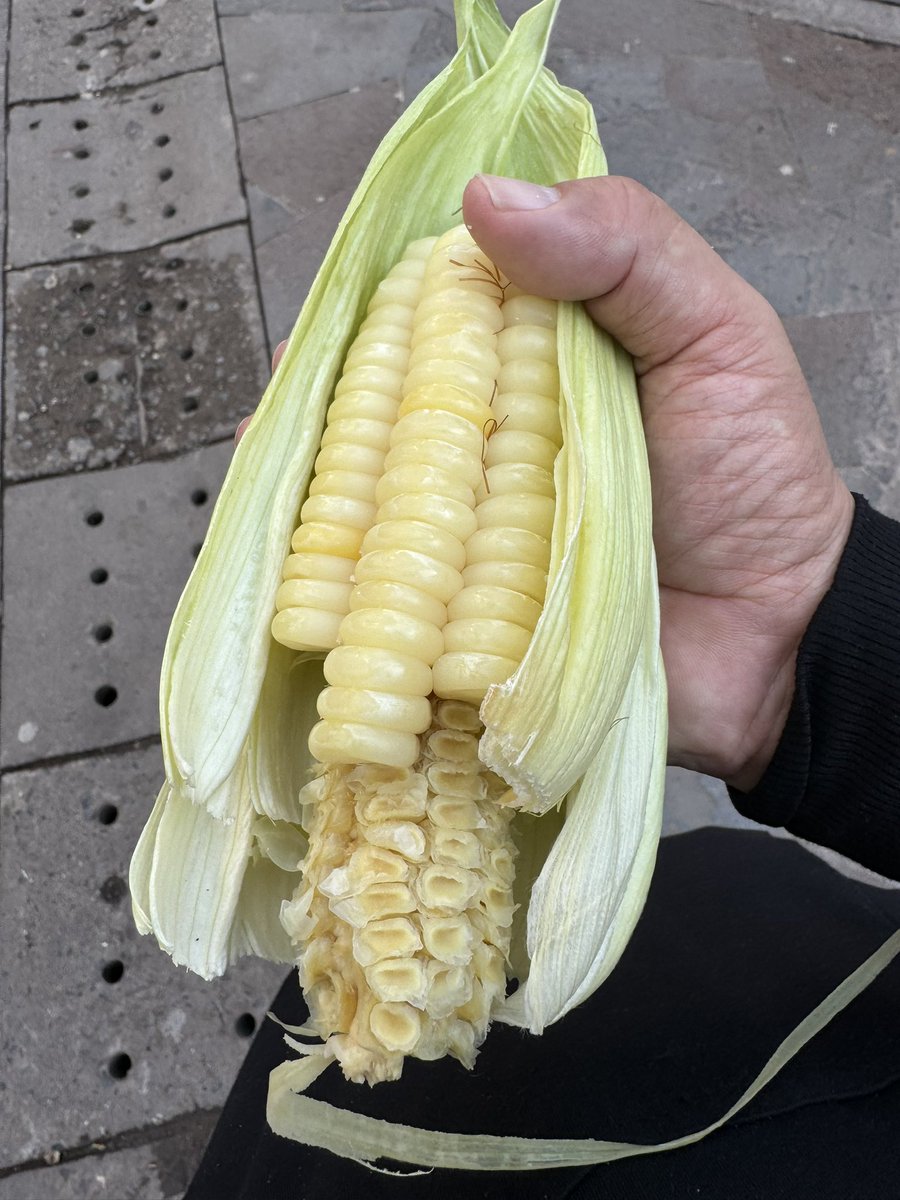 Farm.hand.seeds Peruvian hominy corn