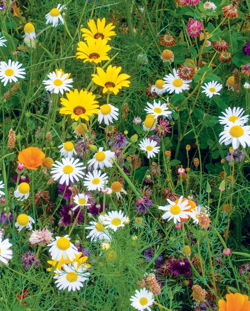 Dry land wildflower mix - Premium {PRODUCTsweet cornDry land wildflower mix_TYPE} from Farm.hand.seeds - Just $0! Shop now at Farm.hand.seeds