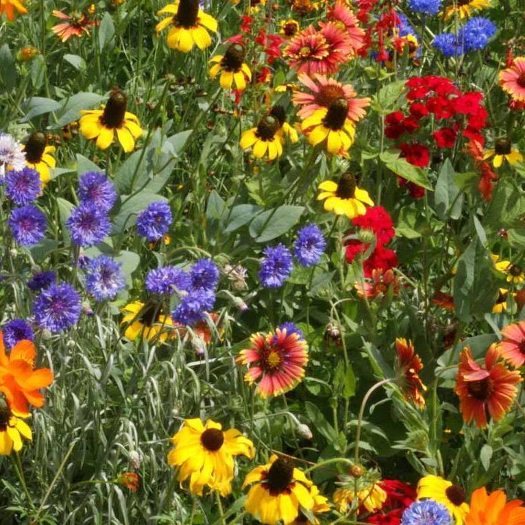 Dry land wildflower mix - Premium {PRODUCTsweet cornDry land wildflower mix_TYPE} from Farm.hand.seeds - Just $0! Shop now at Farm.hand.seeds