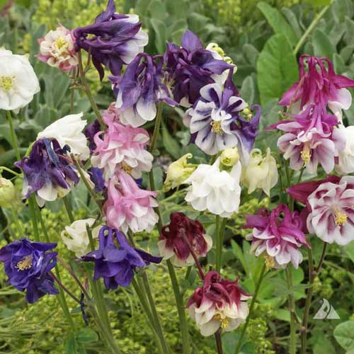 Farm.hand.seeds Dwarf columbine mix