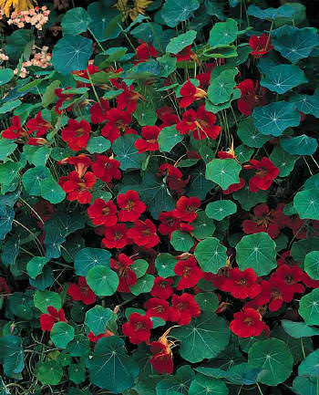 Farm.hand.seeds Empress Of India Nasturtium