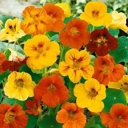 Farm.hand.seeds Tom thumb dwarf nasturtium