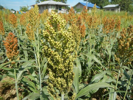 Farm.hand.seeds Rox orange sougrum
