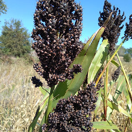 Farm.hand.seeds Black amber broom corn